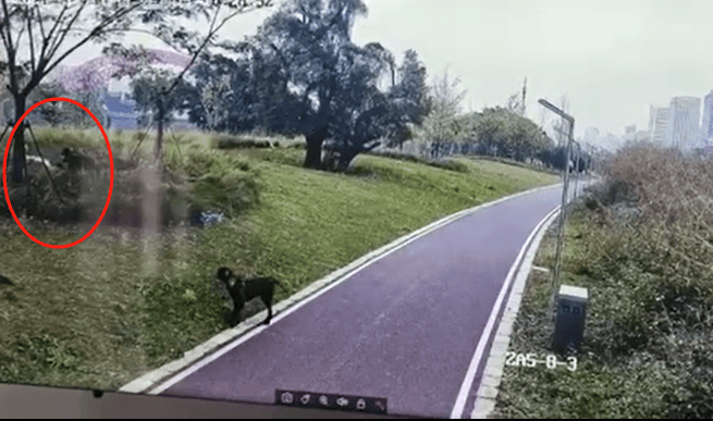 江西赣州4条猎犬攻击撕咬女子和3岁女儿，两涉案人员被采取刑事强制措施，家属发声