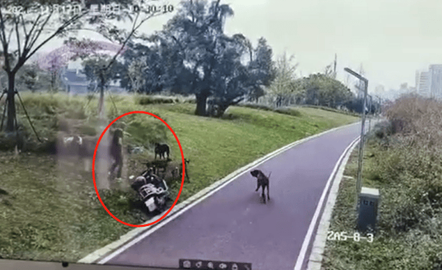 江西赣州4条猎犬攻击撕咬女子和3岁女儿，两涉案人员被采取刑事强制措施，家属发声
